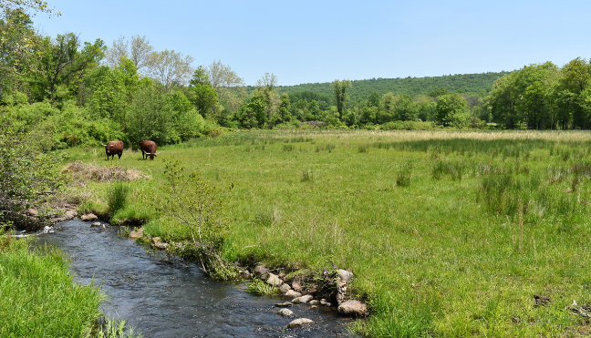 File:339 beef.jpg