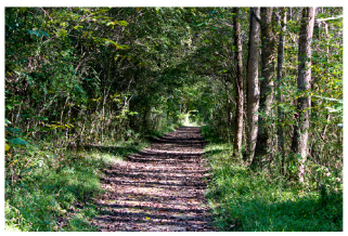 File:57 forest kova.jpg