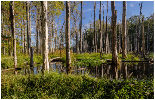 File:56 swamp azaar.jpg