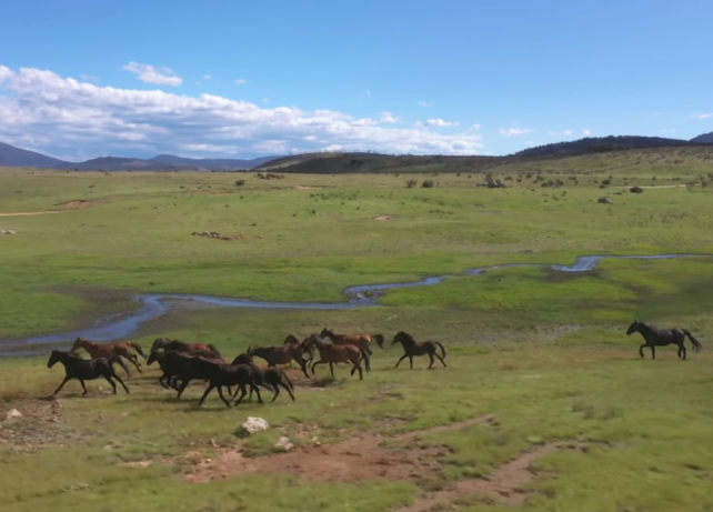 File:319 horses valley.jpg