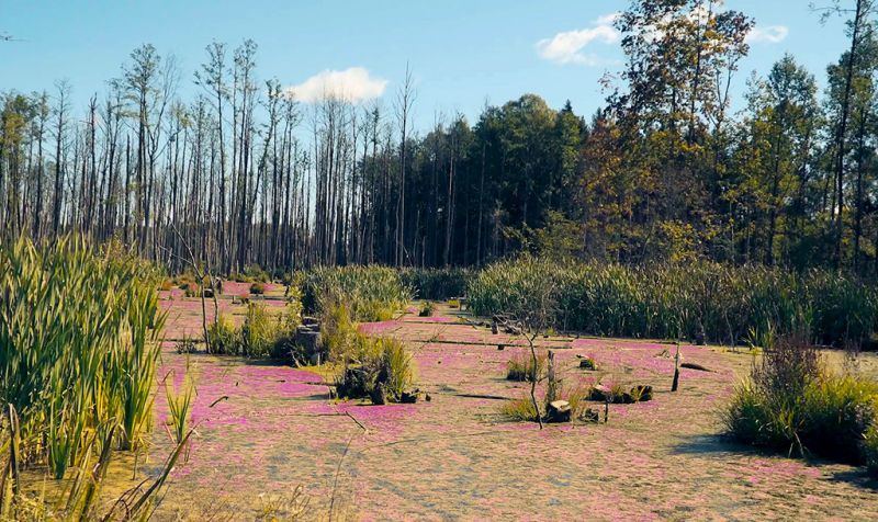 File:425 dracmarsh.jpg