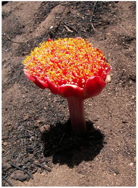 File:61 qidra flower.jpg