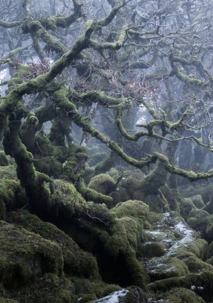 File:290 Dark Forest.jpg