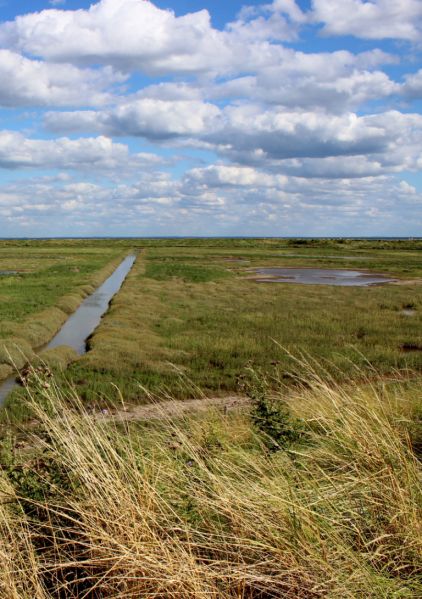File:450 beachmarsh pai wetlands.jpg