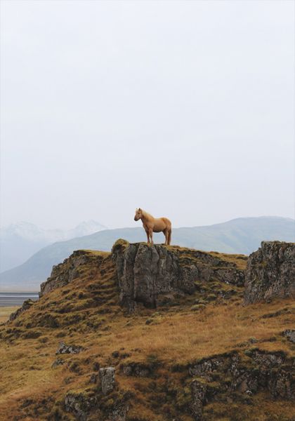 File:320 horse eridale.jpg